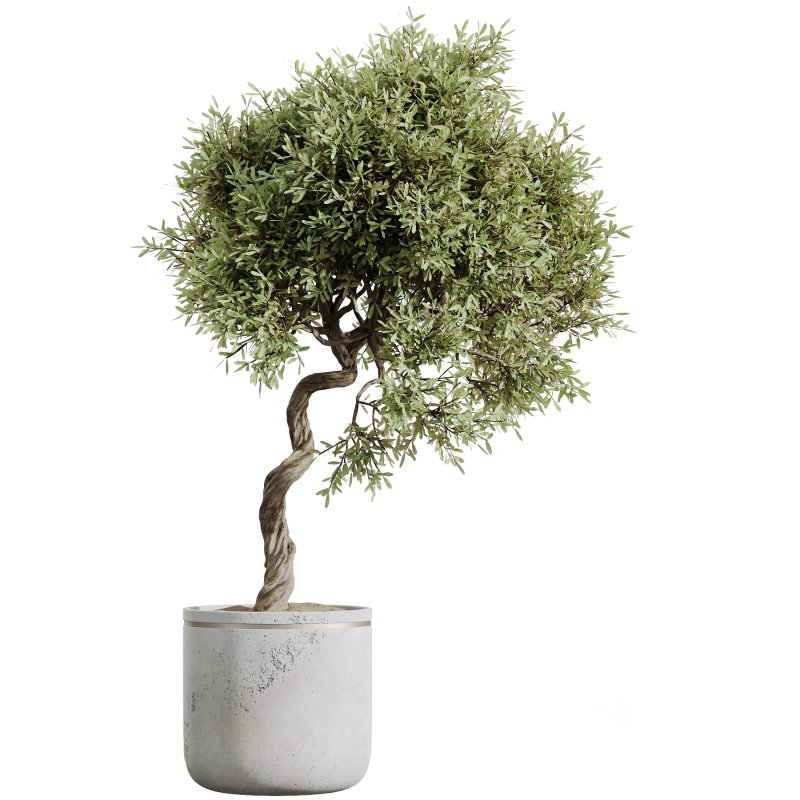 AV Indoor plants set 192 Mission Olive and Banana Strelitzia and Lily Domino and Aloe Vera Image 3