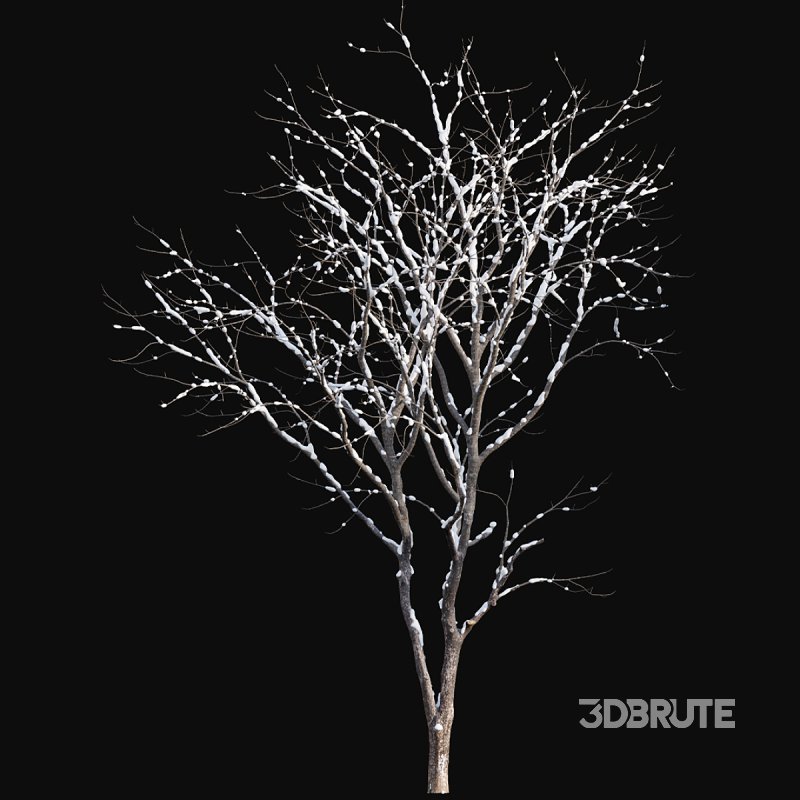 Juglans regia – Common walnut – winter – snow Image 3