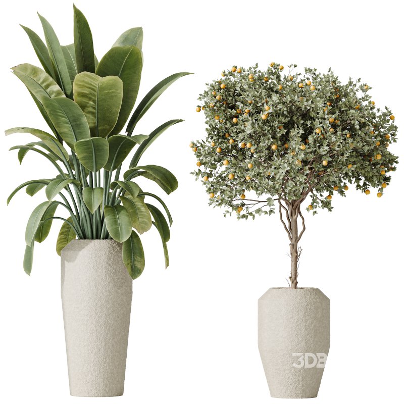 AV Indoor plants set 196 Citrus Fruit Orange and Arbequina Olive and Robusta Abidjan and Aloifolia Rostrata Palm and Banana Strelitzia Nicolai Image 2