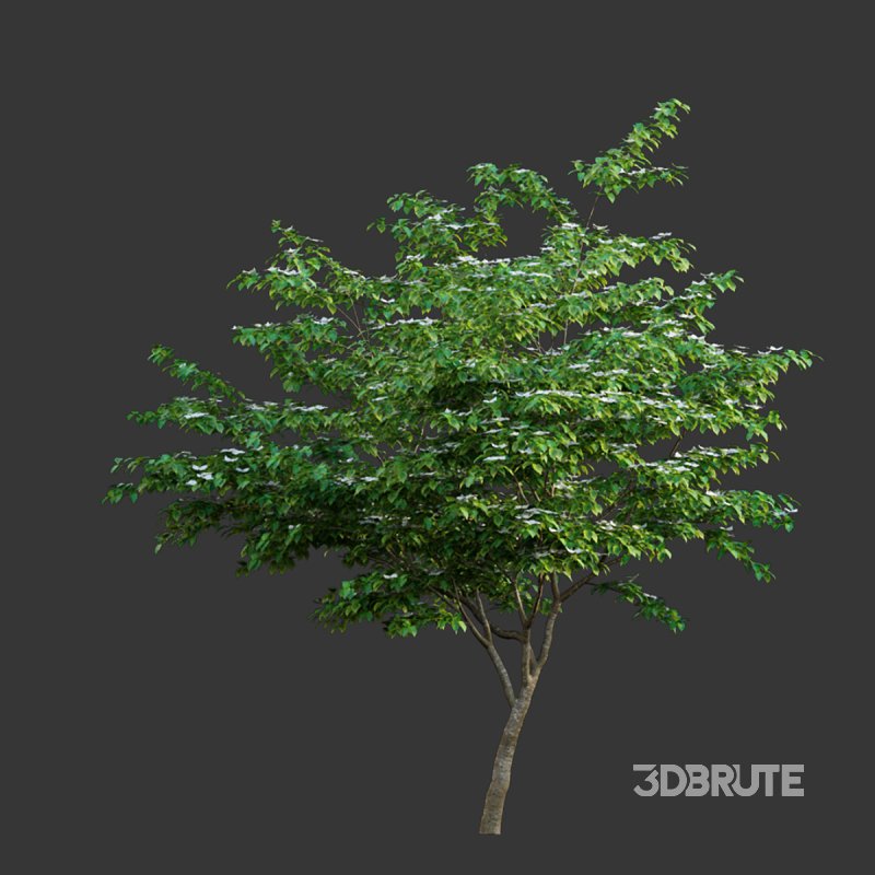 Cornus kousa -Chinese Dogwood – Kousa Dogwood Image 4