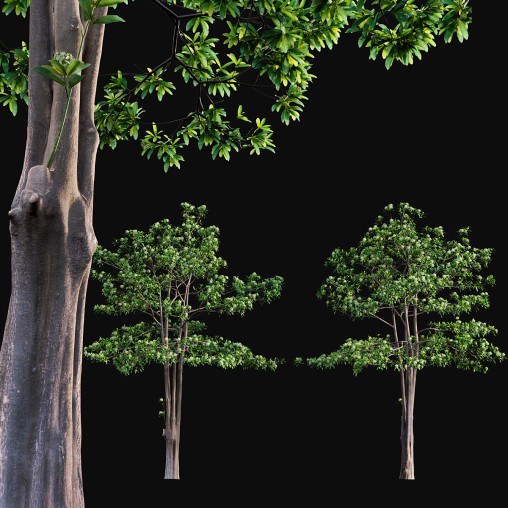 Alstonia scholaris – Milkwood