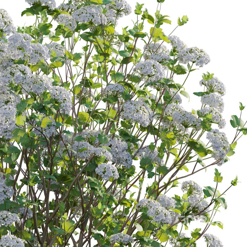 Viburnum opulus Roseum – European Cranberry bush 02 Image 5