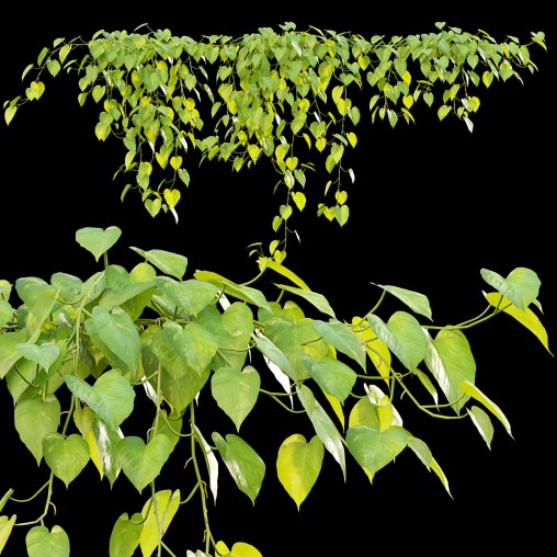 Epipremnum aureum – Money plant