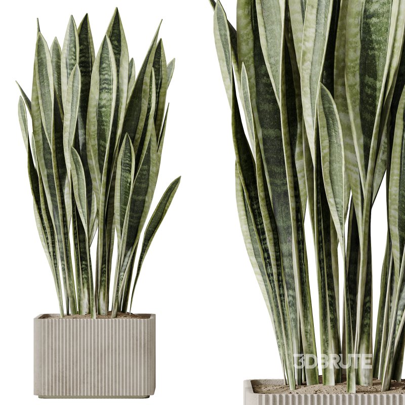 AV Indoor plants set 193 Mission Arbequina Olive and Lemon Lime Cane Dragon and Ficus African Fig and Green Sansevieria Image 3