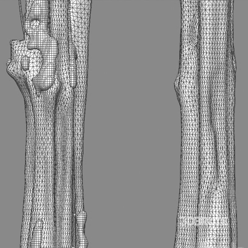Alstonia scholaris – Milkwood 02 Image 6