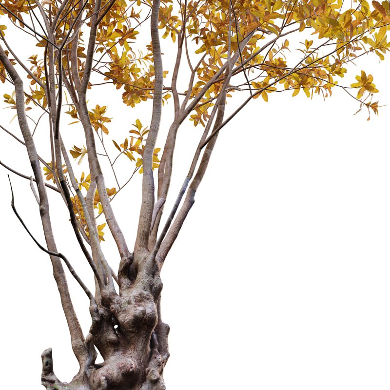 Barringtonia acutangula – fall Image 2