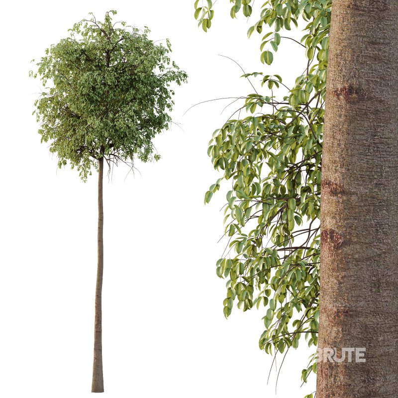 Parashorea Chinensis Tree 03 Image 5