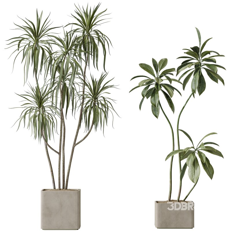 AV Indoor plants set 193 Mission Arbequina Olive and Lemon Lime Cane Dragon and Ficus African Fig and Green Sansevieria Image 2