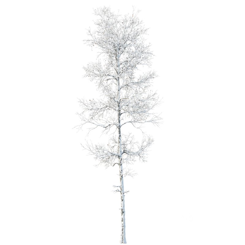 AV Plants Populus Tremuloides Winter Snow Image 1