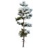 AV Plants Pinus Echinata Winter Snow Set02 - Thumbnail 3