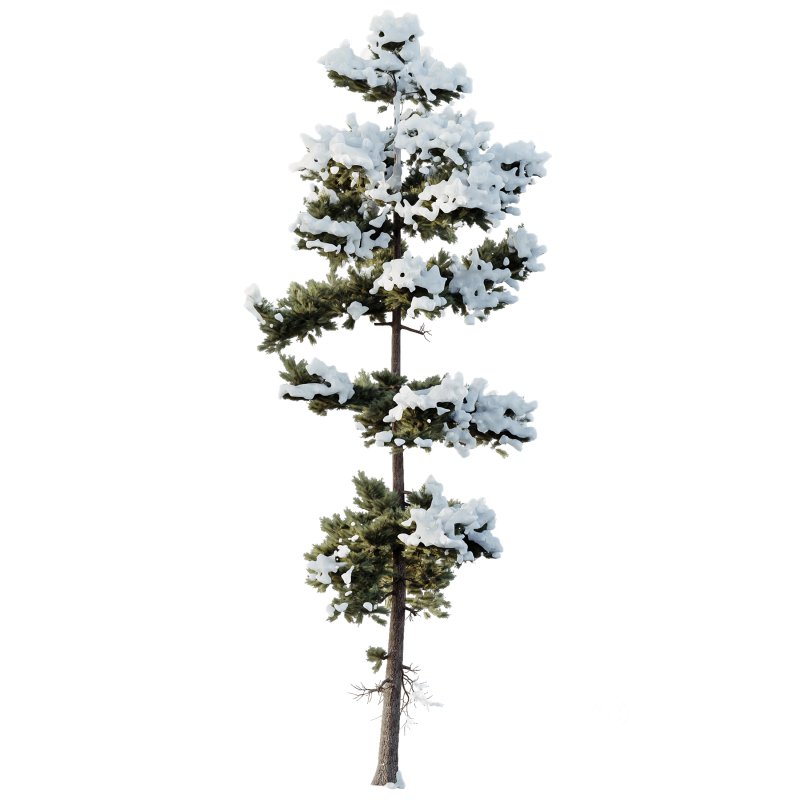 AV Plants Pinus Echinata Winter Snow Set02 Image 3