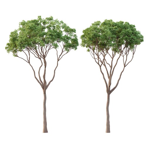 Eucalyptus Robusta Trees 09