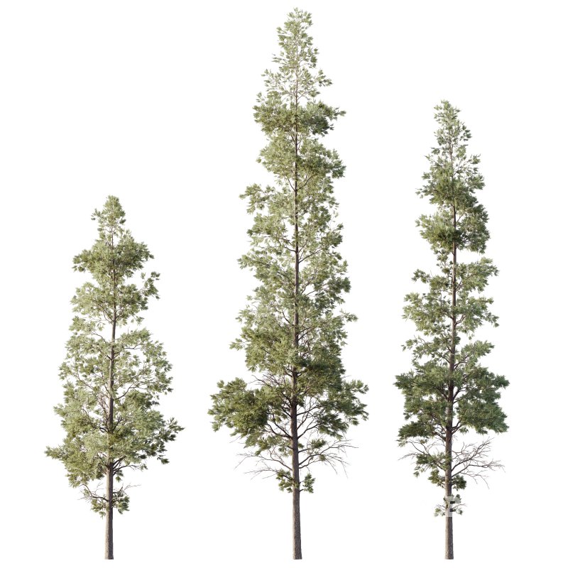 AV Plants Chamaecyparis Thyoides Winter Snow Image 2