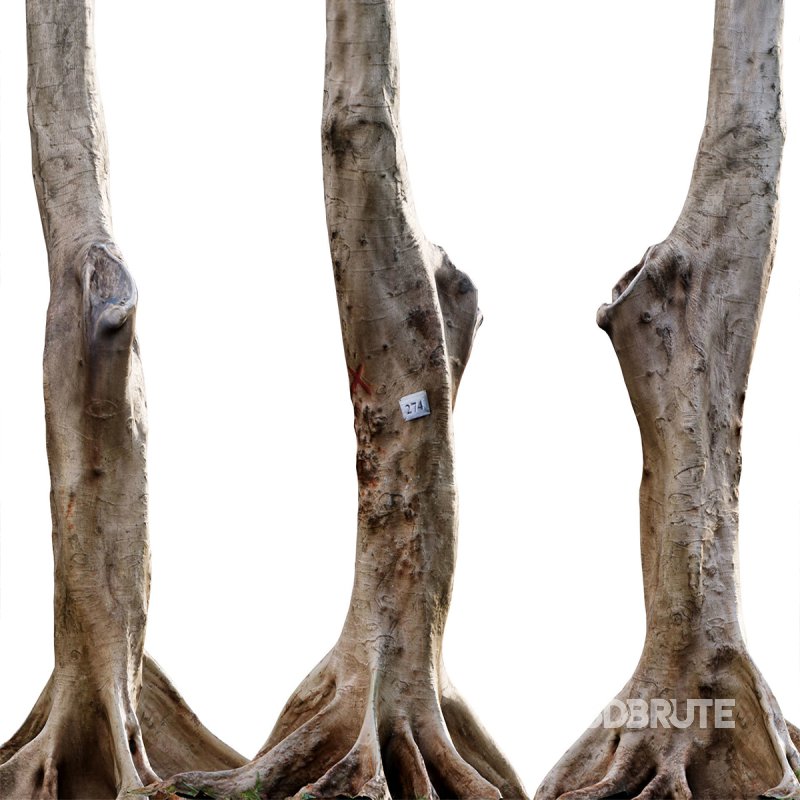 Dolonix regia – Royal Poinciana 02 Image 3