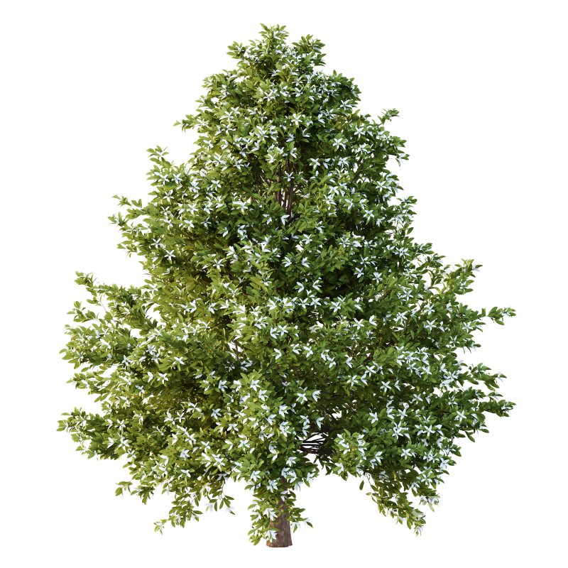 Michelia Maudiae Tree 03 Image 3