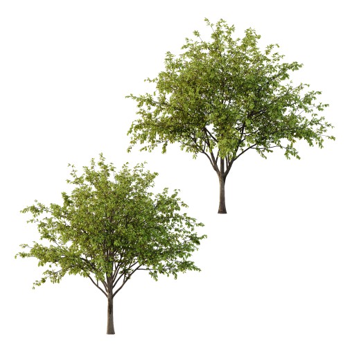 Prunus pseudocerasus Fruit Tree 04