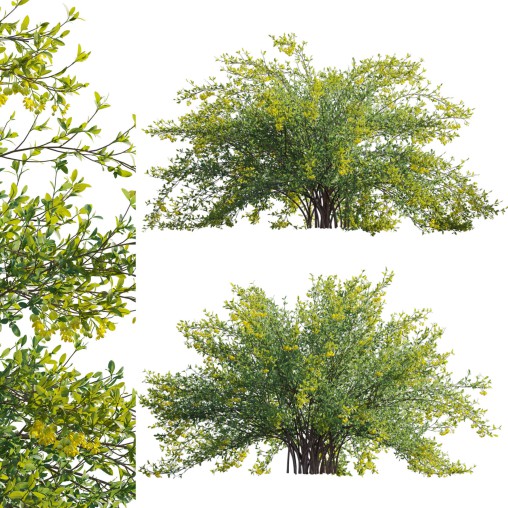 Berberis vulgaris – European barberry – Common barberry 03