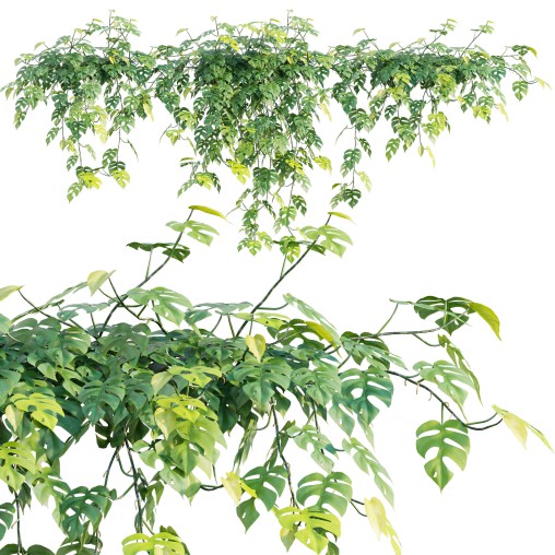 Rhaphidophora tetrasperma – Mini Monstera
