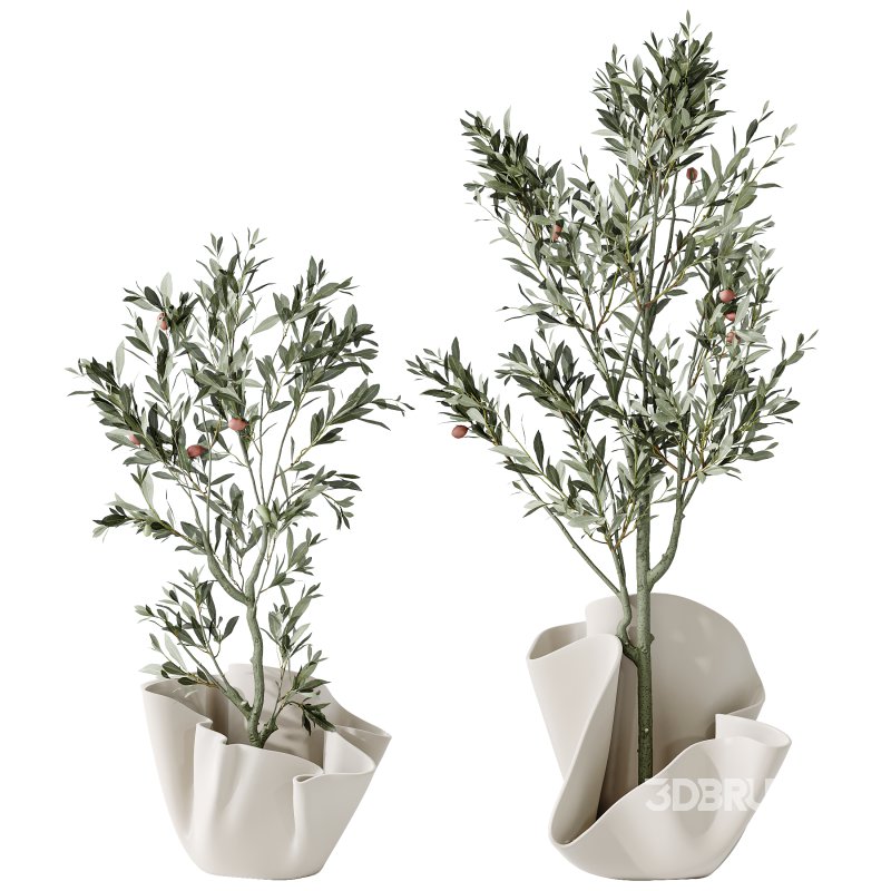 AV Indoor plants set 194 Lemon Lime Cane Dragon and Schefflera Arboricola Umbrella and Bird Of ParadiseBird and Mission Olive Tree Image 3