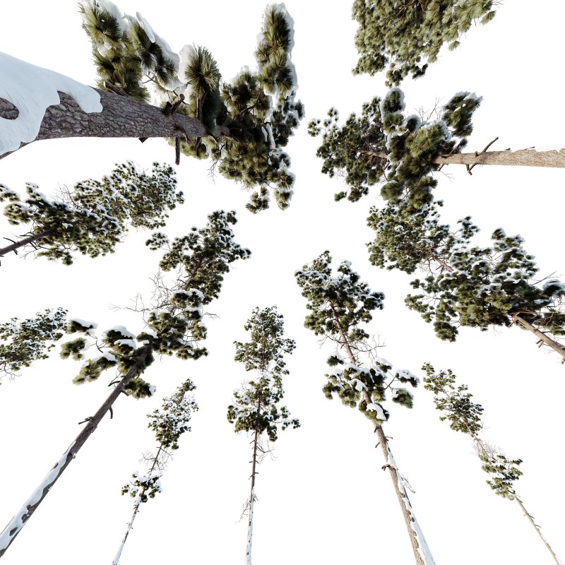 AV Plants Pinus Palustris Winter Snow Image 2