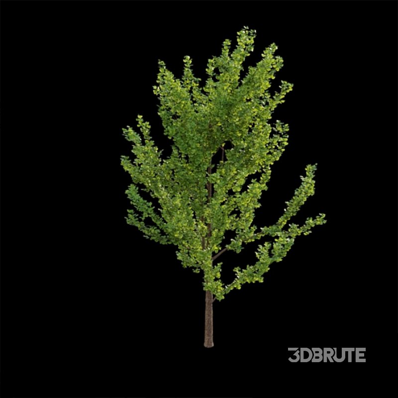 Ginkgo biloba 02 Image 2