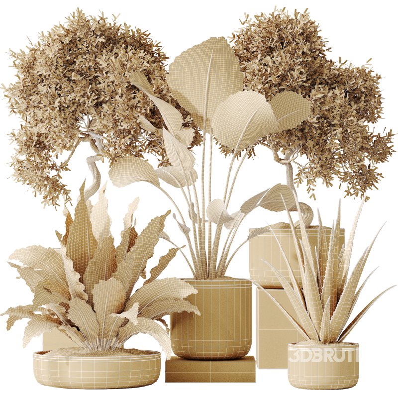 AV Indoor plants set 192 Mission Olive and Banana Strelitzia and Lily Domino and Aloe Vera Image 8