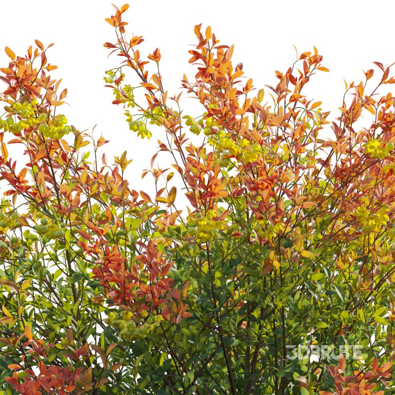 Berberis vulgaris – European barberry – Common barberry 01 Image 5