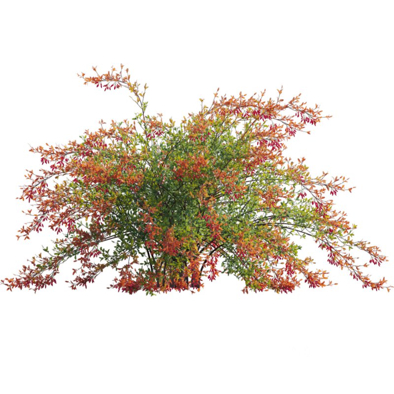 Berberis vulgaris – European barberry – Common barberry 02 Image 3
