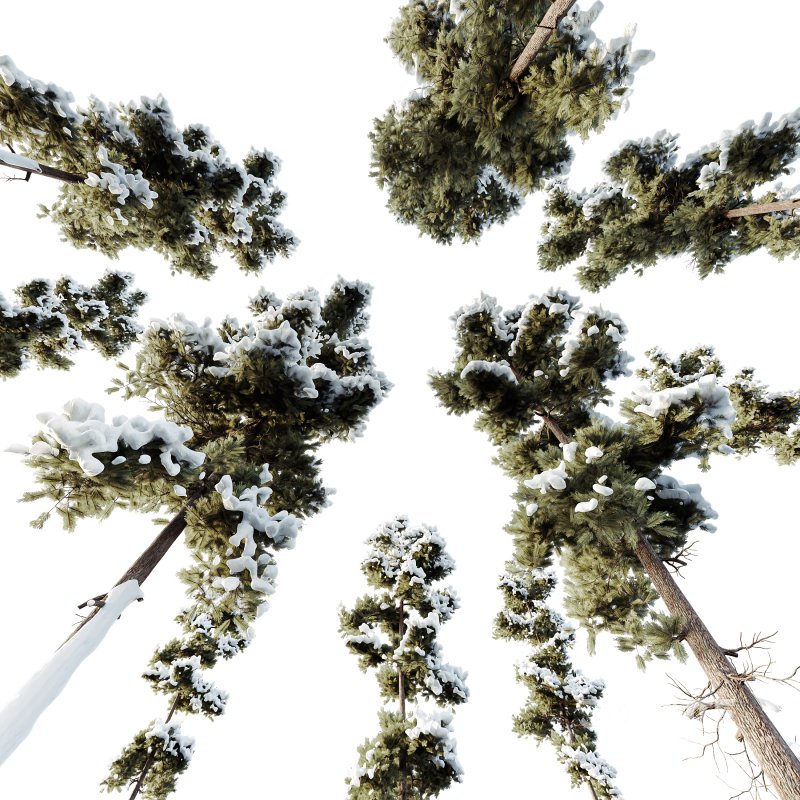 AV Plants Pinus Echinata Winter Snow Set02 Image 2