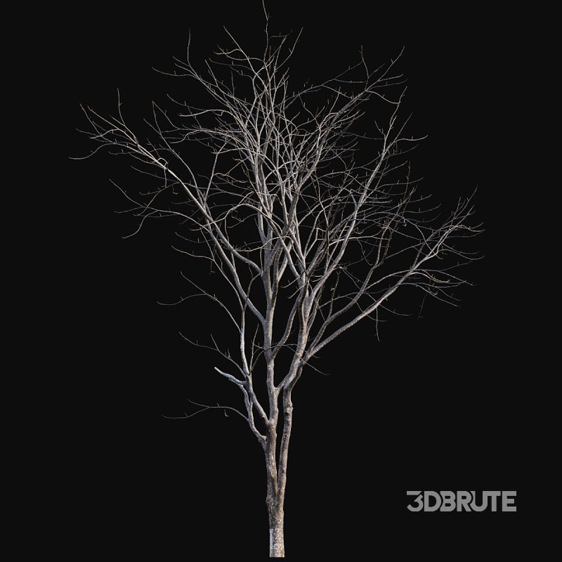 Juglans regia – Common walnut – winter – snow Image 4