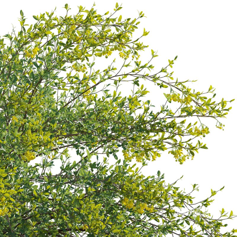 Berberis vulgaris – European barberry – Common barberry 03 Image 5