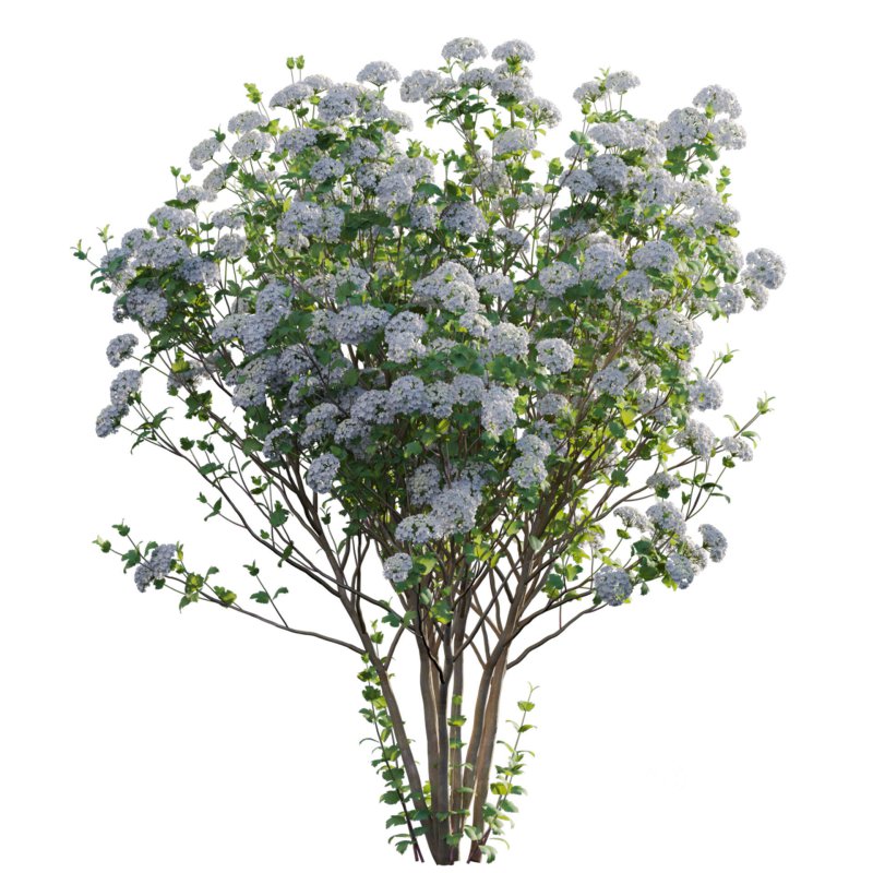 Viburnum opulus Roseum – European Cranberry bush 02 Image 2