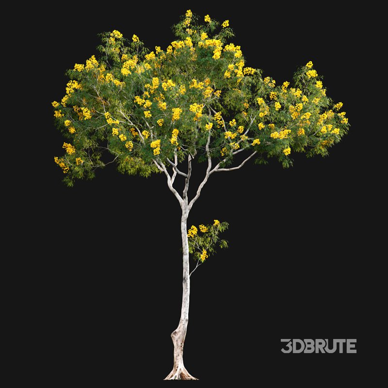 Cassia splendida – Golden Wonder Senna Image 4