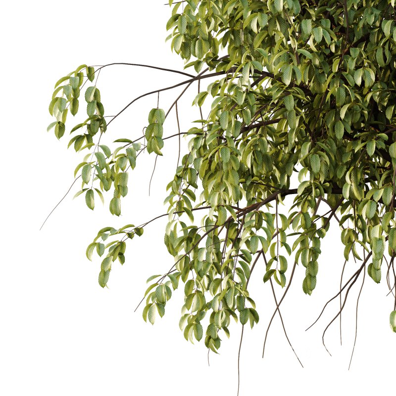 Parashorea Chinensis Tree 03 Image 3