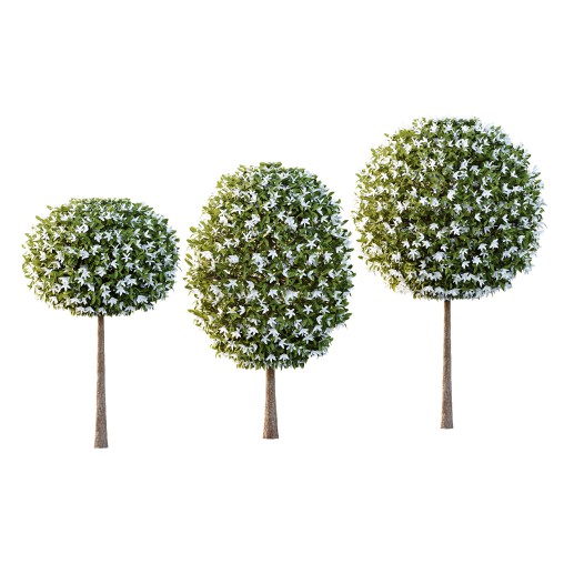 Michelia Maudiae Tree 02
