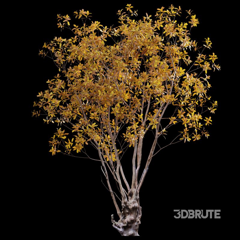 Barringtonia acutangula – fall Image 3