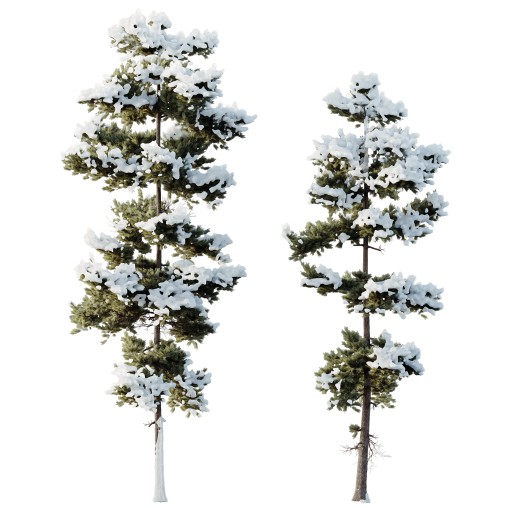 AV Plants Pinus Echinata Winter Snow Set02