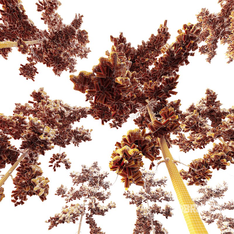 AV Plants Pinus Echinata Winter Snow Set03 Image 4