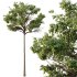 Parashorea Chinensis Tree 04 - Thumbnail 4
