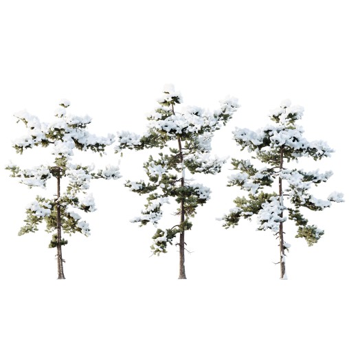 AV Plants Pinus Echinata Winter Snow Set03