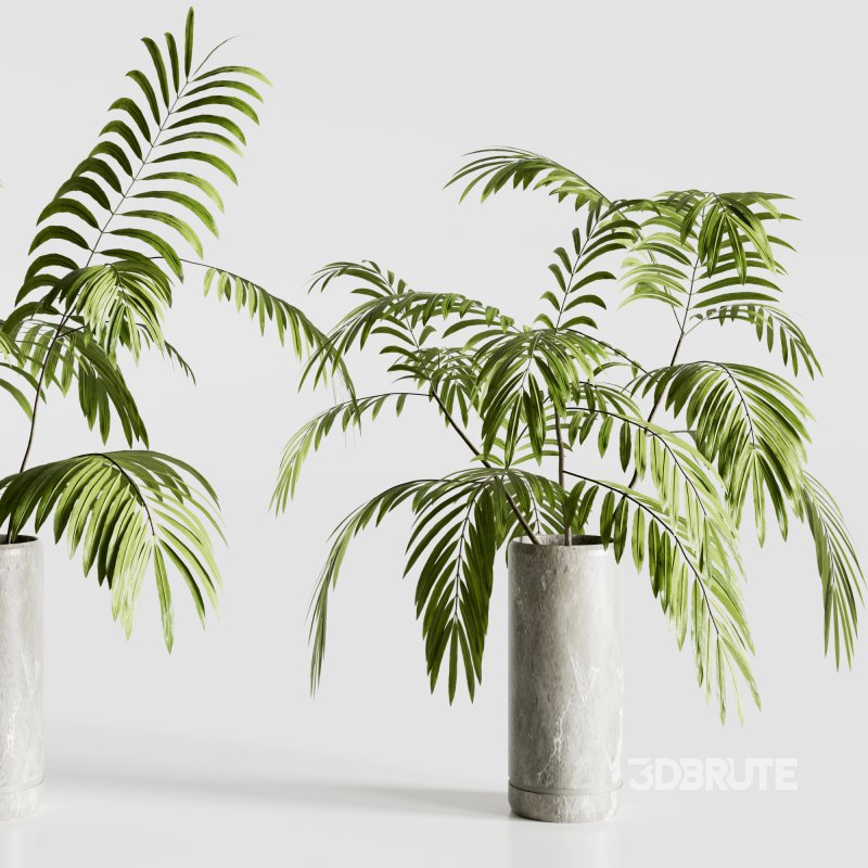 Indoor plants-plants in shelf set-172 Image 2