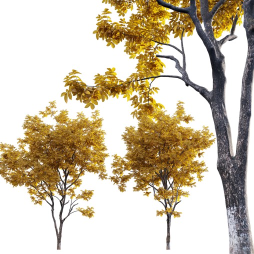 Juglans regia – Common walnut – fall