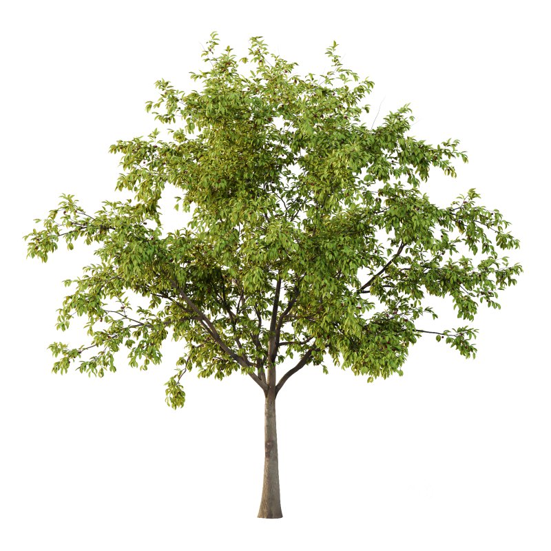 ntal tree for its tendency to bloom, flowers before leaves, earlier than the Japanese cherry Prunus serrulata. A tetraploid with 2n=32 chromosomes, it is used as rootstock for other flowering cherries. It is the parent of a number of hybrid cultivars. It is resistant to the fungal disease cherry leaf spot. P. pseudocerasus is near extinction in the wild due anthropogenic activities. Image 2