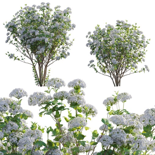 Viburnum opulus Roseum – European Cranberry bush 02