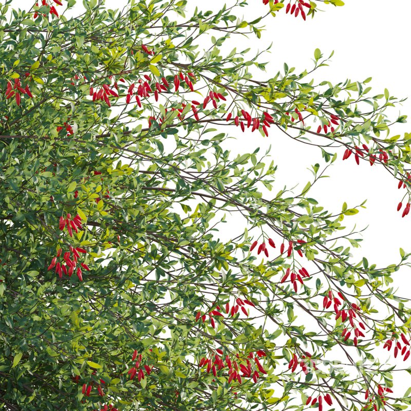 Berberis vulgaris – European barberry – Common barberry 04 Image 5