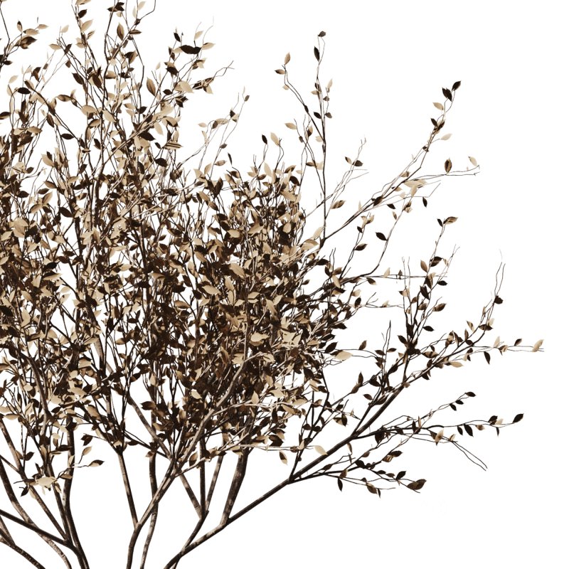 Dry branch set48 Image 2