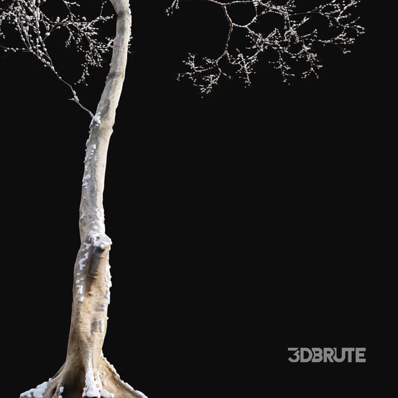 Dolonix regia – Royal Poinciana – Winter Image 2