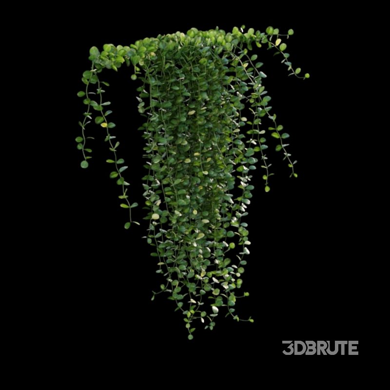 Dischidia Species – Rain of Coins Image 3