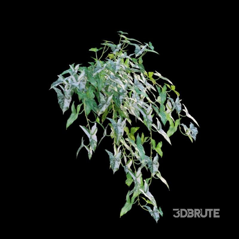 Syngonium Podophyllum Image 2