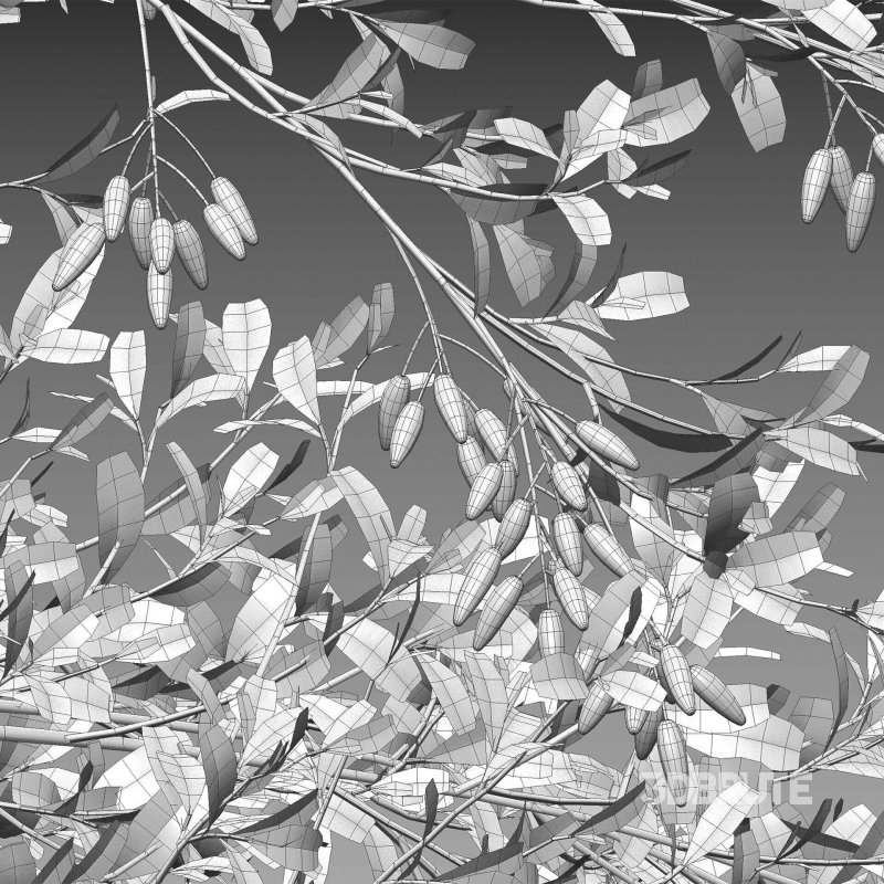 Berberis vulgaris – European barberry – Common barberry 02 Image 7